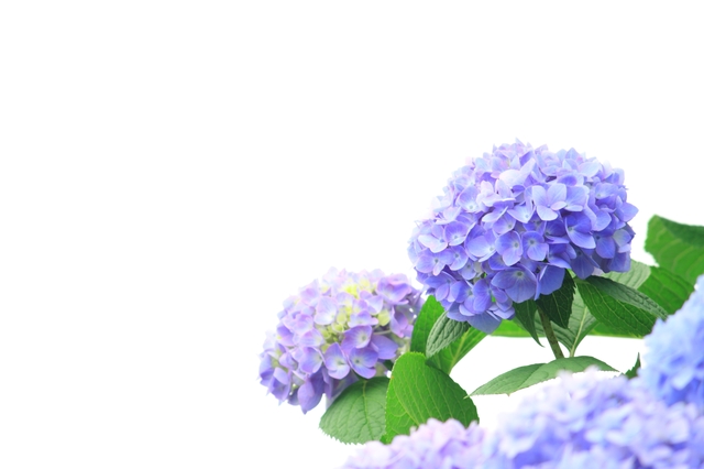 紫陽花(あじさい)の花画像