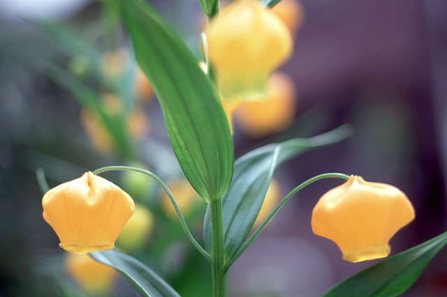 サンダーソニアの花画像
